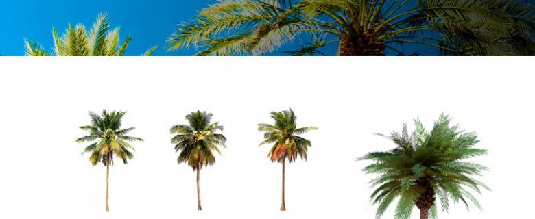 Smart Palmtree